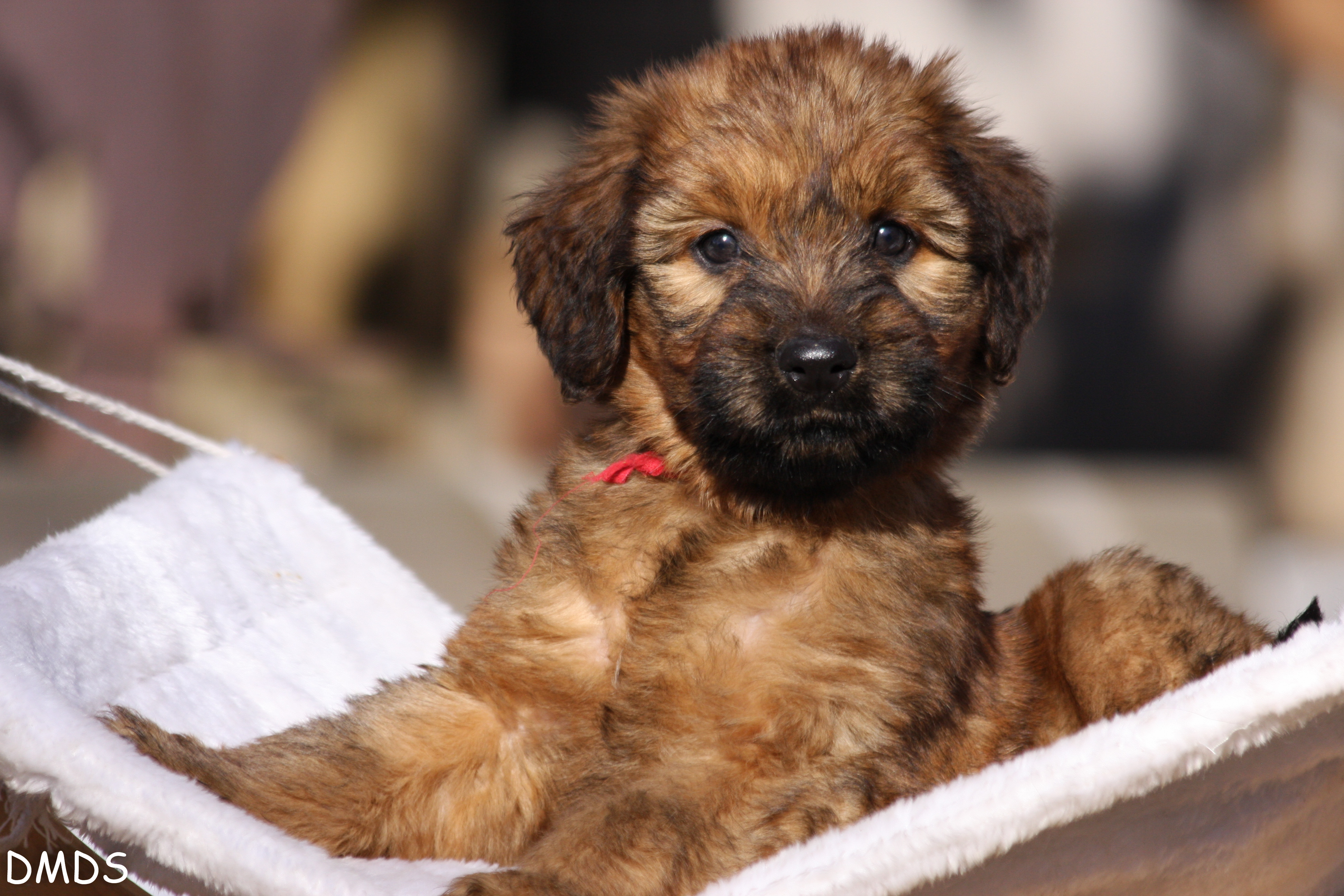 Read more about the article Briard Welpen – wenn ich groß bin werde ich ein Traumhund!