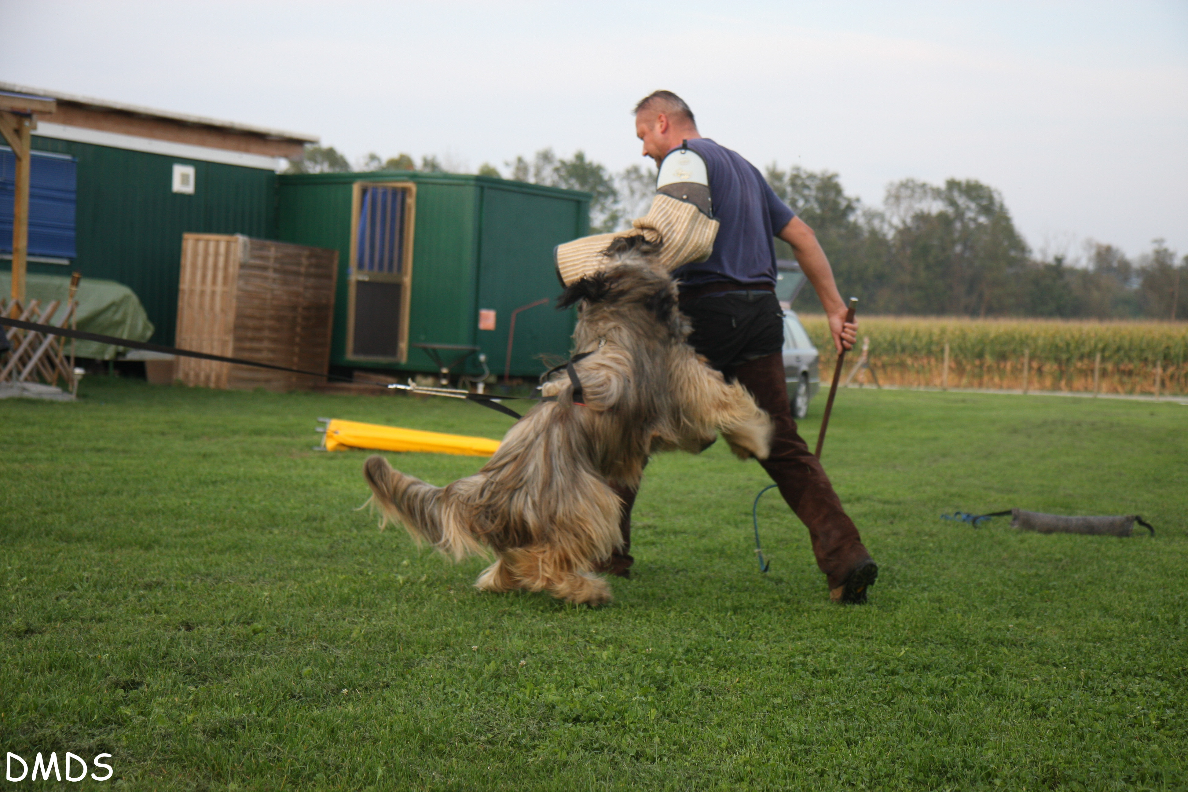 Read more about the article Cheveyo beim Schutzhunde Training