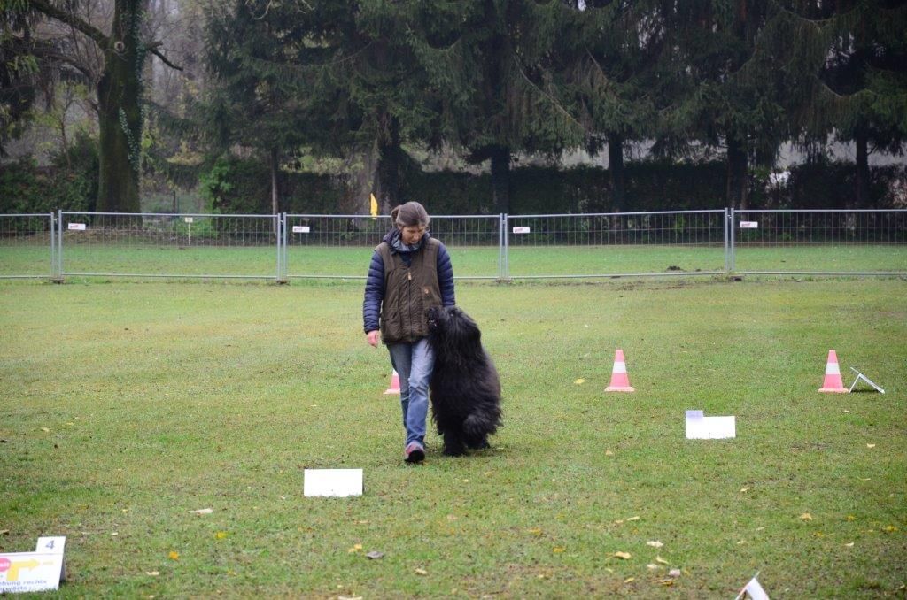 Read more about the article Finbar DMDS hat die Rally Obedience Prüfung bestanden!